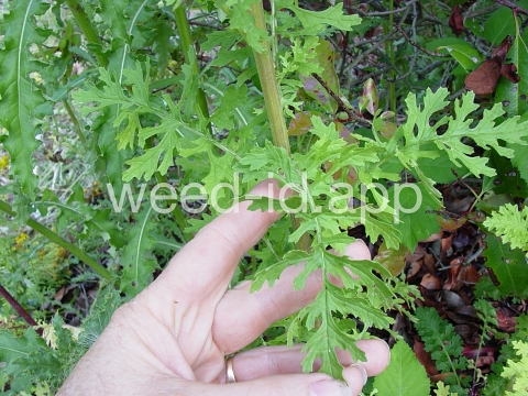 ragwort, tansy